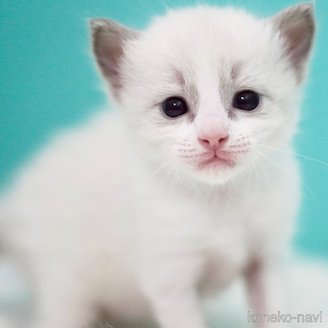 販売中の東京都のラグドール-121199の2枚目